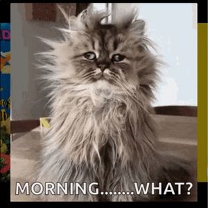 Meet your Posher, Tanya